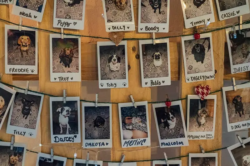 collage di foto polaroid con cani