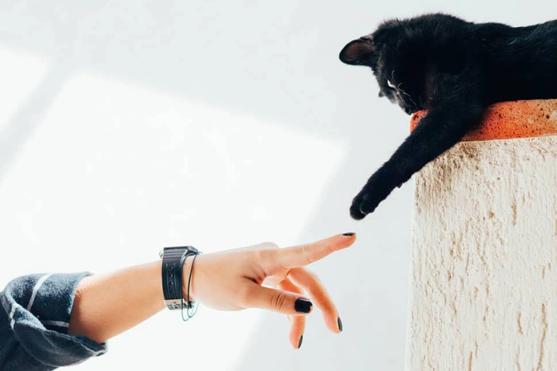 contatto tra mano di una donna e zampa di un gatto